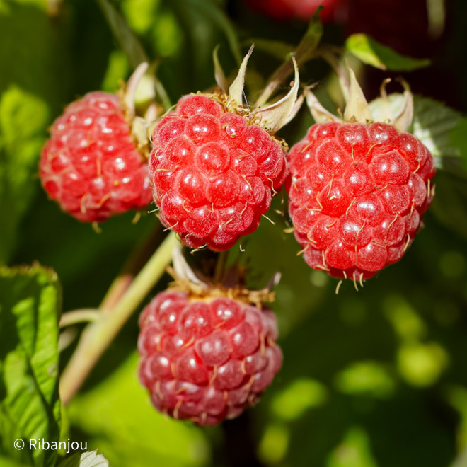 Framboisier Violette Bio