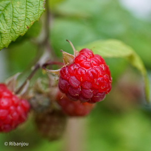 Framboisier Violette Bio