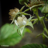 Framboisier Tulameen