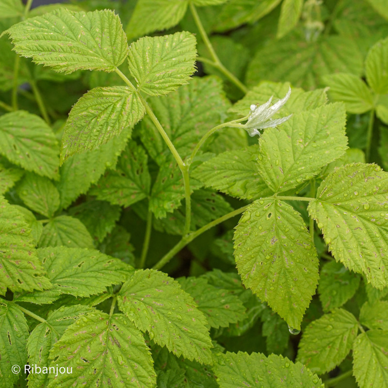 Framboisier Tulameen