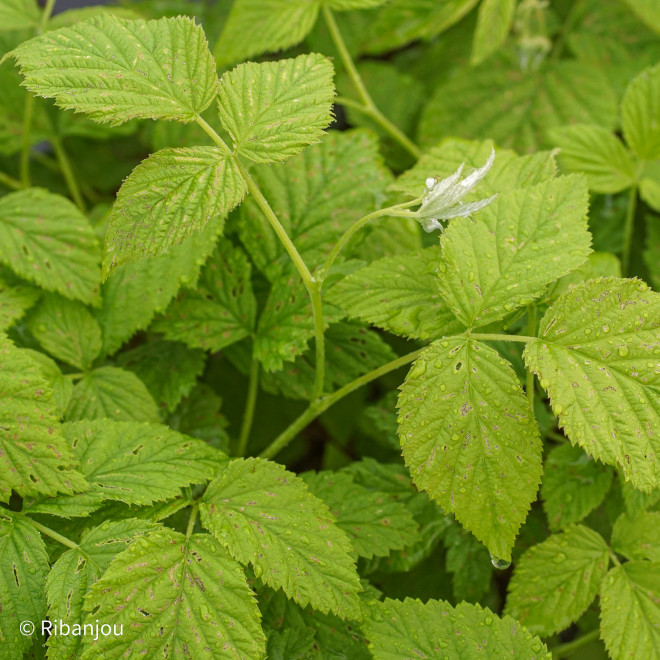 Framboisier Tulameen