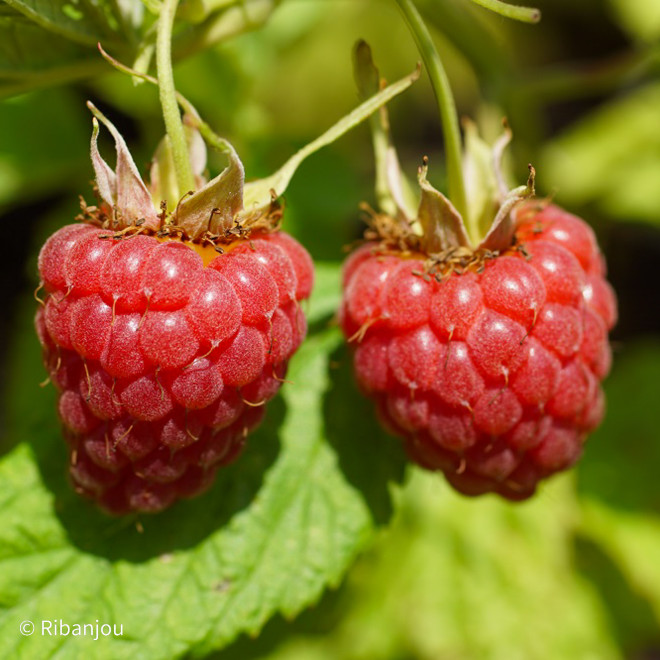 Framboisier Tulameen