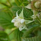 Framboisier Topla Bio