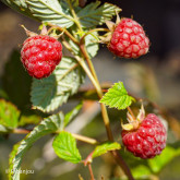 Framboisier Topla Bio