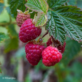 Framboisier Topla Bio