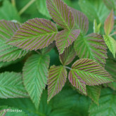 Framboisier Topla Bio