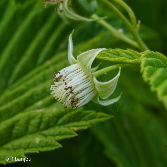Framboisier Surprise d'Automne Bio