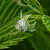 Framboisier Surprise d'Automne Bio