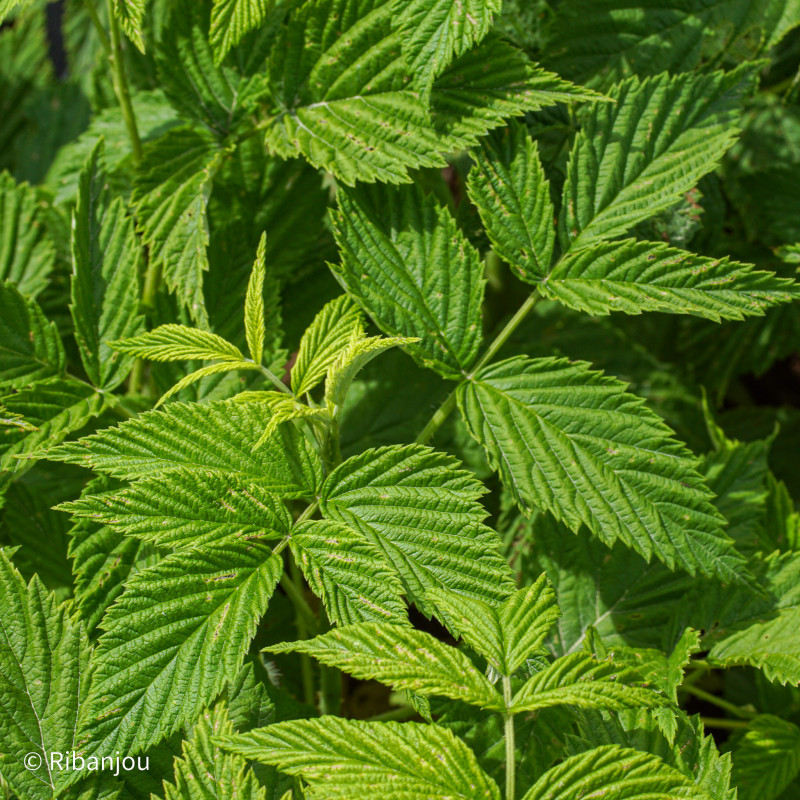 Framboisier Surprise d'Automne Bio