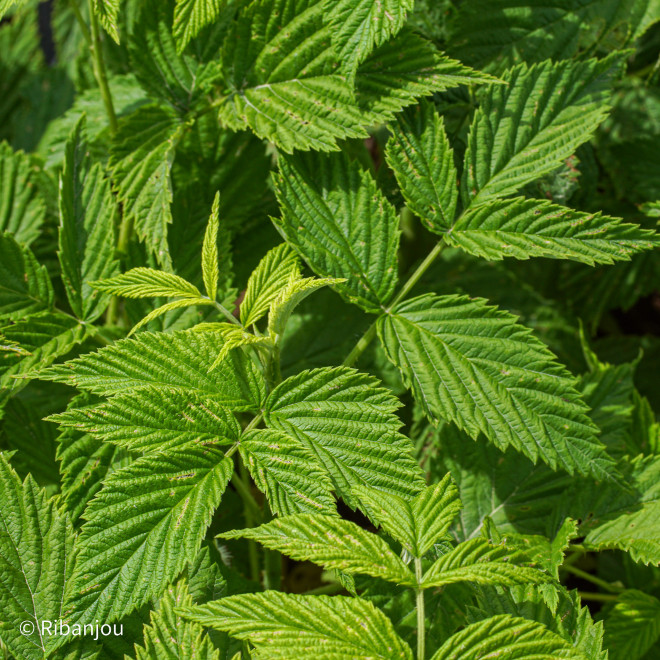 Framboisier Surprise d'Automne Bio