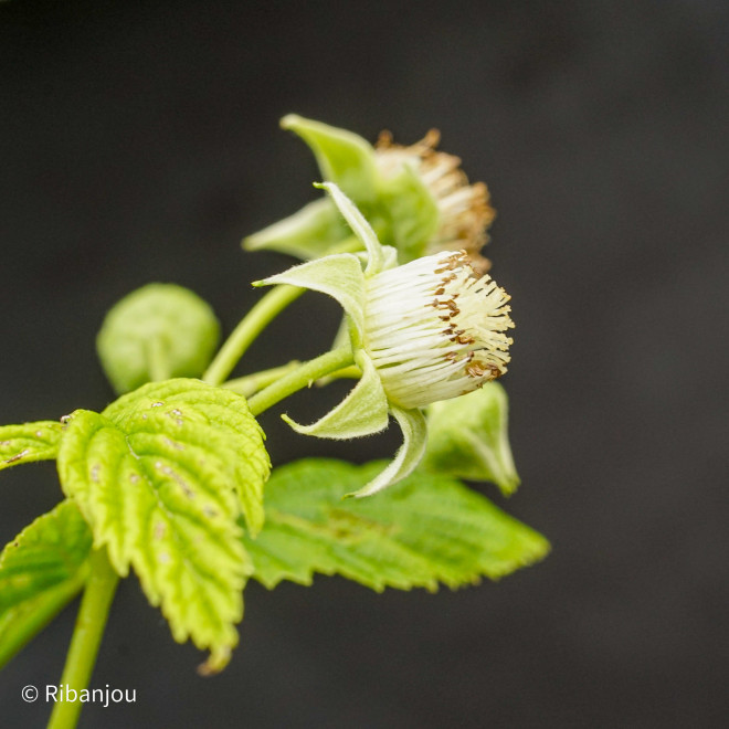 Framboisier Sucrée de Metz Bio