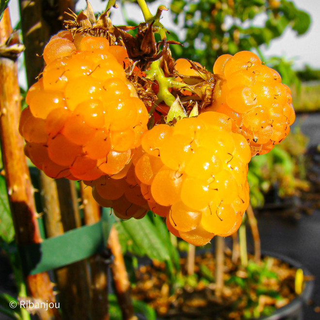 Framboisier Sucrée de Metz Bio
