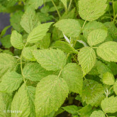 Framboisier September Bio