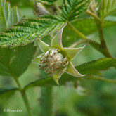 Framboisier September Bio