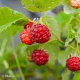 Framboisier September Bio