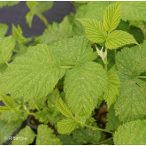 Framboisier Schoenemann Bio