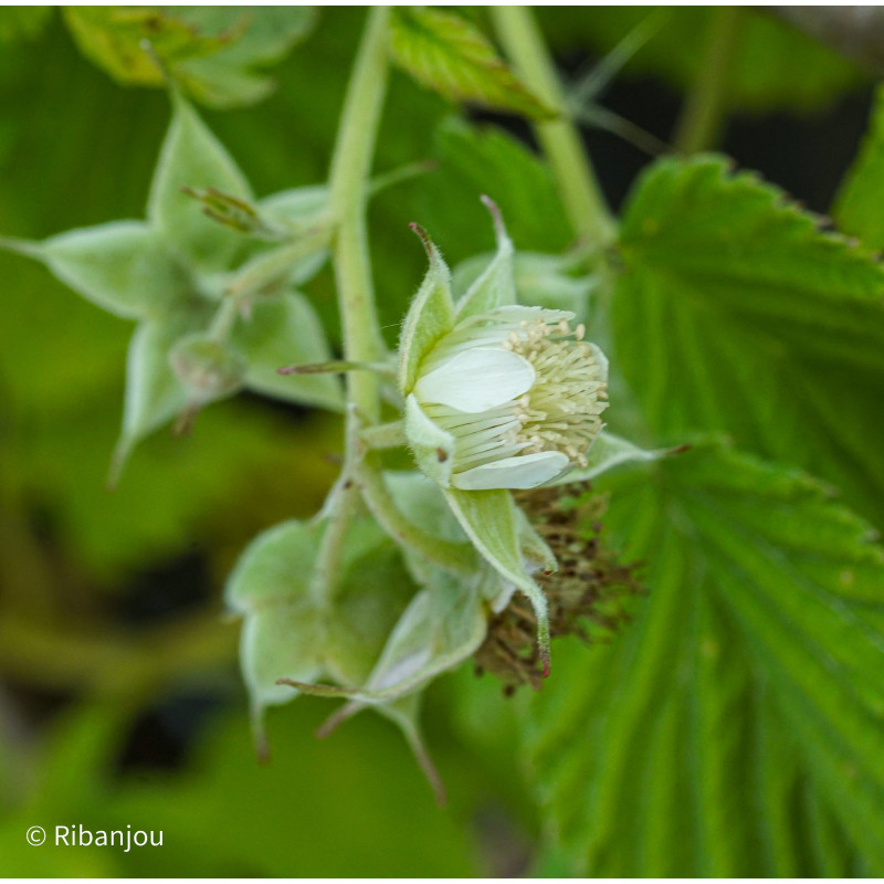 Framboisier Schoenemann Bio