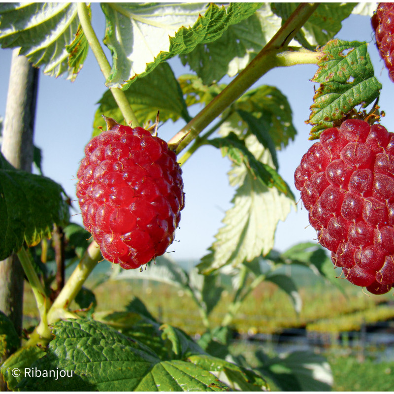 Framboisier Schoenemann Bio