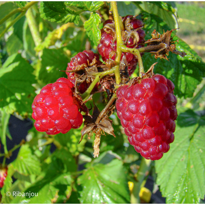 Framboisier Schoenemann Bio