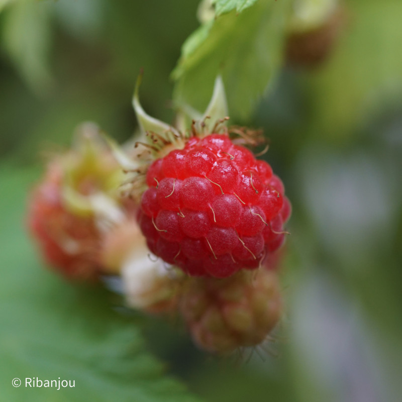 Framboisier Rose de Côte d'Or Bio