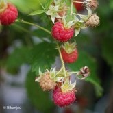 Framboisier Rose de Côte d'Or Bio