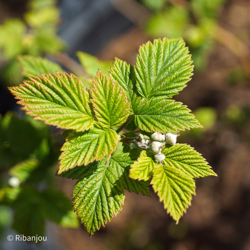 Framboisier Rose de Côte d'Or Bio
