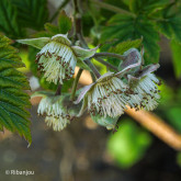 Framboisier Rose de Côte d'Or Bio