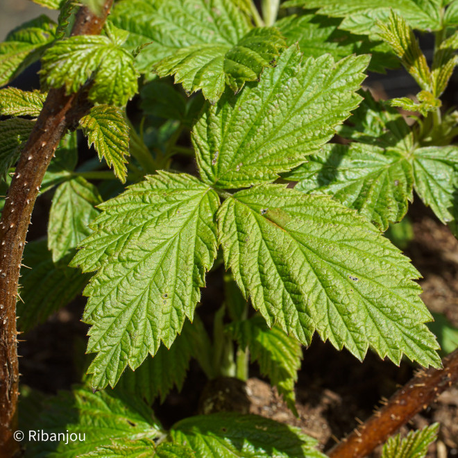 Framboisier Polka® Bio