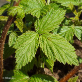 Framboisier Polka® Bio