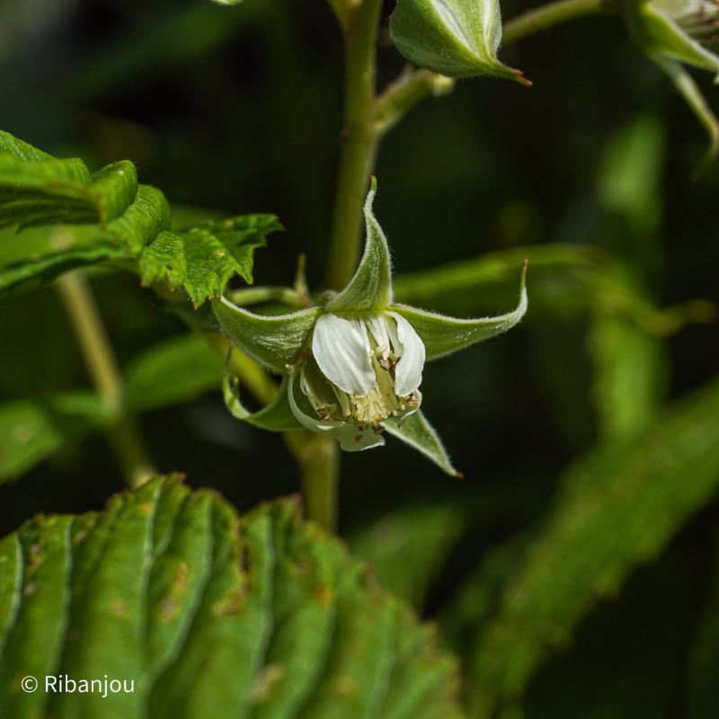 Framboisier Polka® Bio