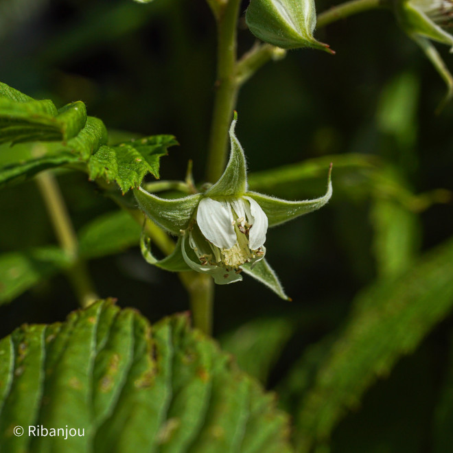 Framboisier Polka® Bio