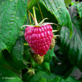 Framboisier Polka® Bio