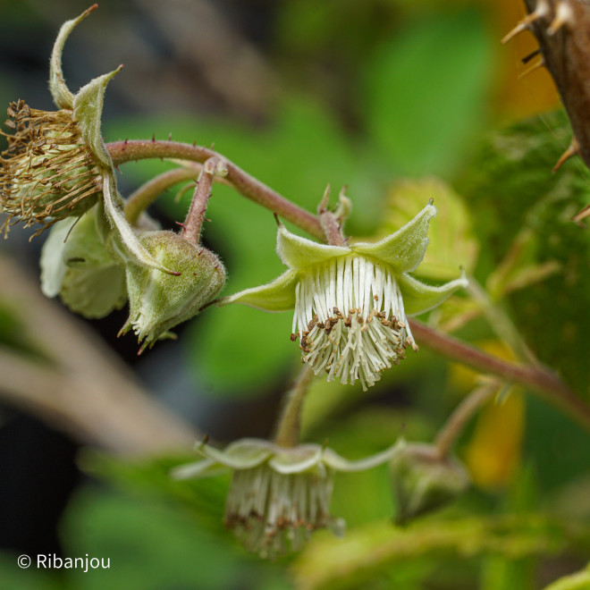 Framboisier Meeker Bio