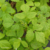 Framboisier Meeker Bio