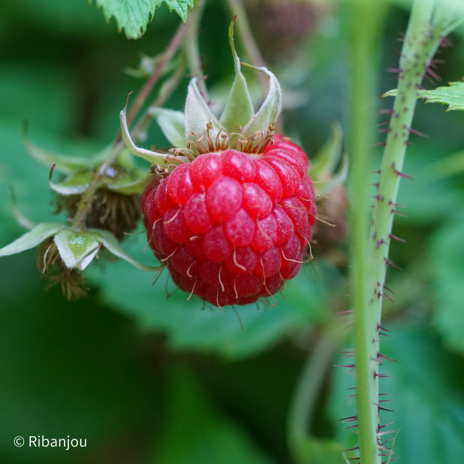 Framboisier Meco Bio