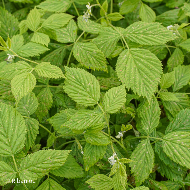 Framboisier Meco Bio