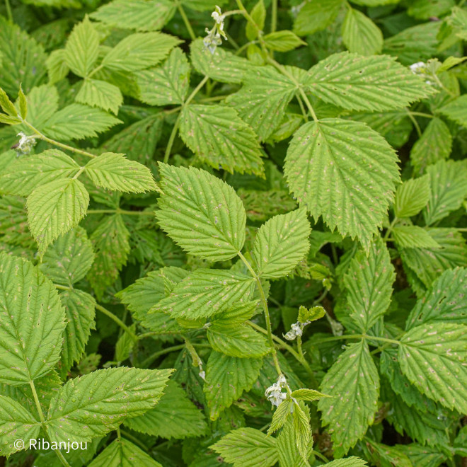 Framboisier Meco Bio