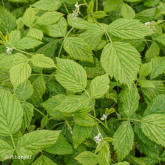 Framboisier Meco Bio