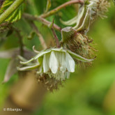 Framboisier Meco Bio