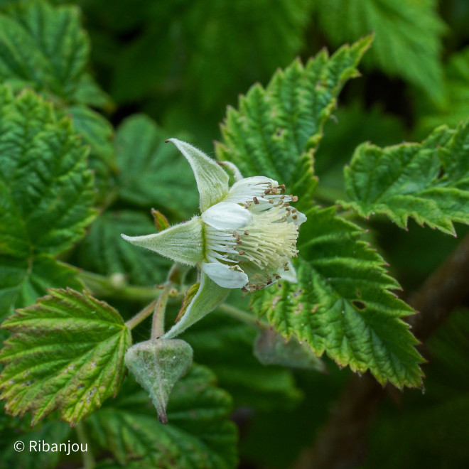 Framboisier Malling Promise Bio