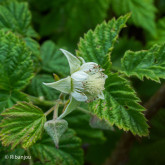 Framboisier Malling Promise Bio