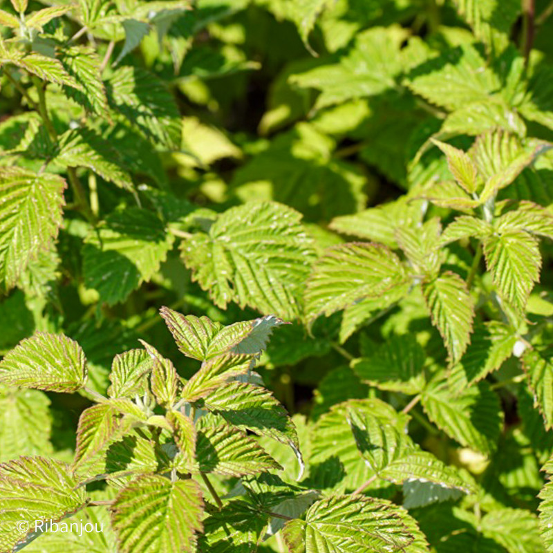 Framboisier Malling Promise Bio