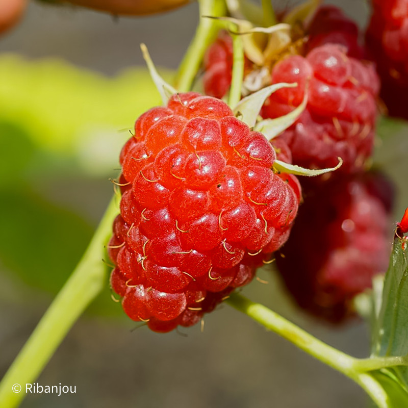 Framboisier Malling Promise Bio