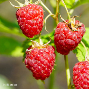 Framboisier Malling Promise Bio