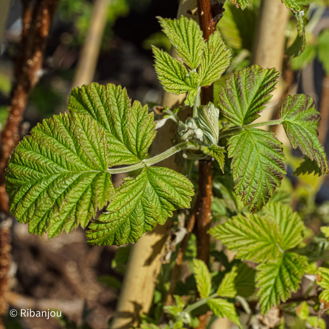 Framboisier Malling Exploit Bio