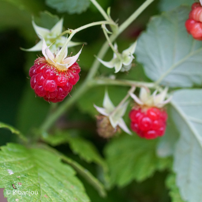 Framboisier Lloyd  George Bio