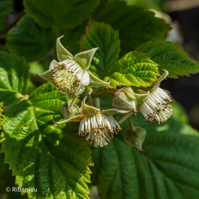 Framboisier Lloyd  George Bio