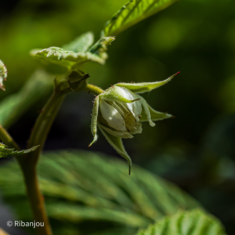 Framboisier Heritage Bio Framboisier Heritage Bio