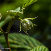 Framboisier Heritage Bio Framboisier Heritage Bio