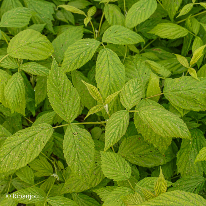 Framboisier Heritage Bio